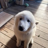 MUSE DOG