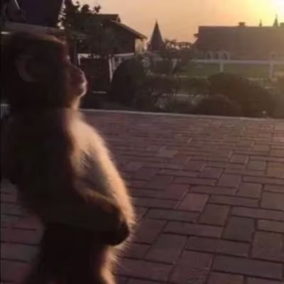 monke